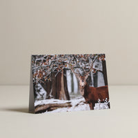 Stag in the Park Christmas Cards