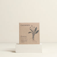 Primrose Flower Seeds