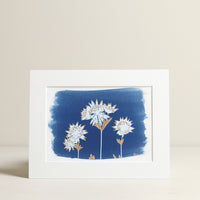 Astrantia Cyanotype Print