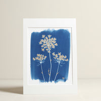 Wild Carrot Cyanotype Print