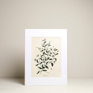 
                  
                    Paxton botanical prints
                  
                