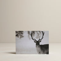 Fallow Deer in the snow Christmas Cards