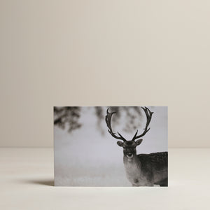 
                  
                    Fallow Deer in the snow Christmas Cards
                  
                